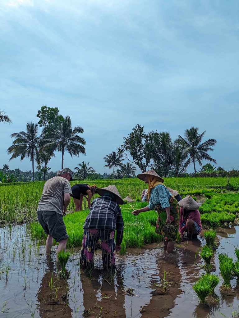 Local farmers working in the rice fields of Tetebatu