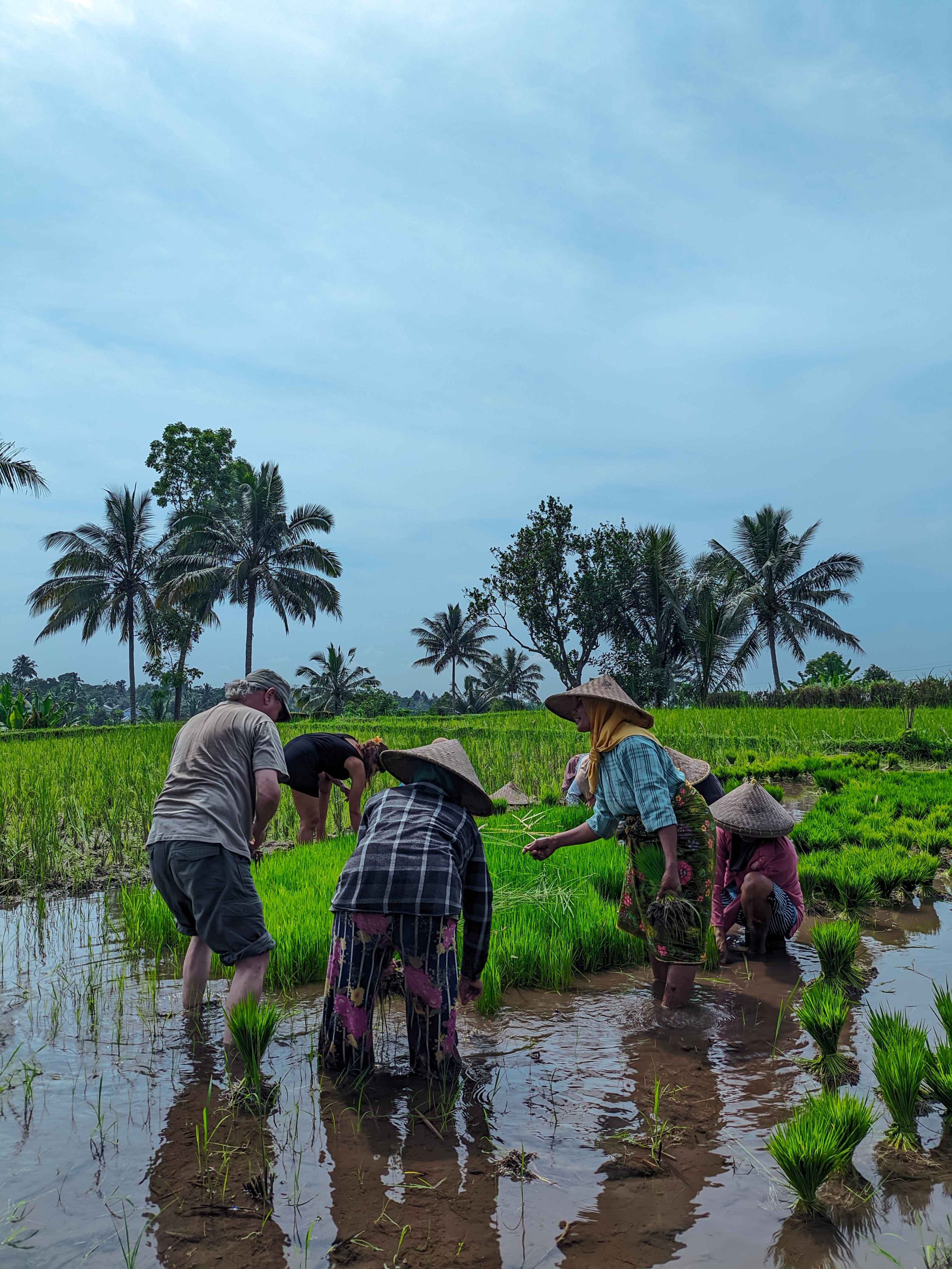 Local farmers working in the rice fields of Tetebatu