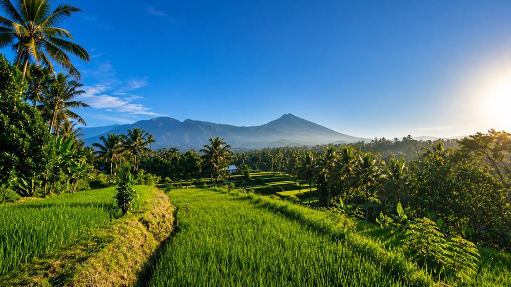 Walking through Tetebatu rice terraces with a local guide
