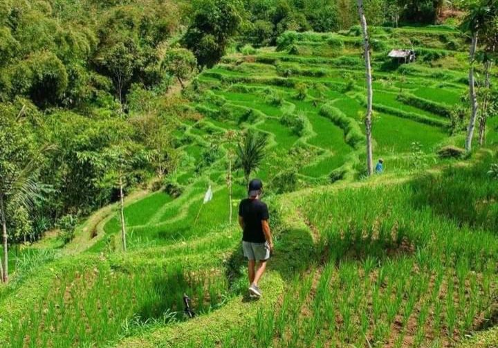 Rice field Rice field