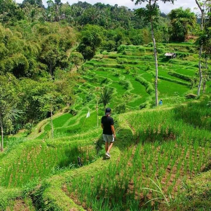 Rice field Rice field